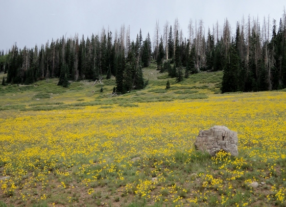 Cedar Breaks National Monument