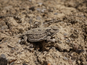 BLM Ely District. Spring Valley, NV. 