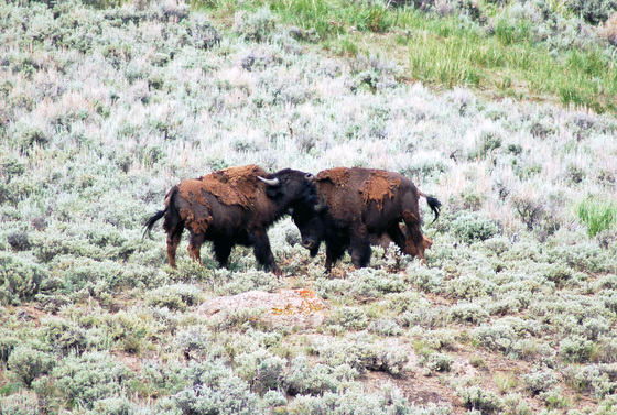 Yellowstone National Park