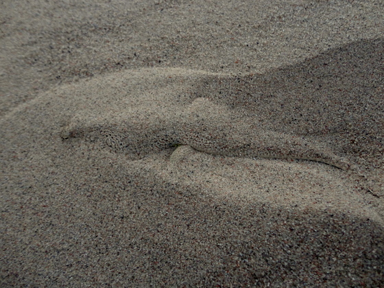 Mojave National Preserve