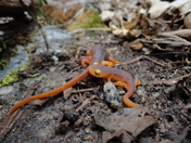 Sierra National Forest