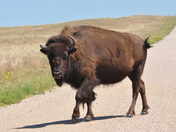 Fort Niobrara Wildlife Refuge