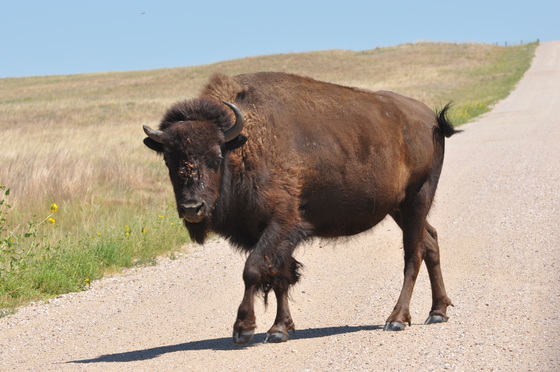 Fort Niobrara Wildlife Refuge