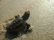 Cape Romain National Wildlife Refuge