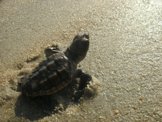Cape Romain National Wildlife Refuge