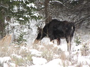 Bridger-Teton National Forest