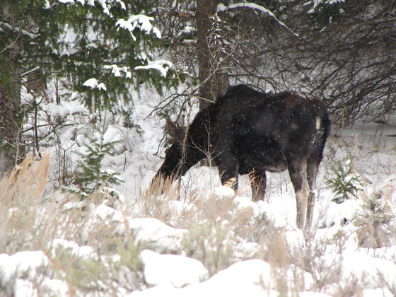 Bridger-Teton National Forest