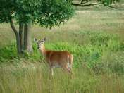 Shenandoah National Park