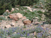 Lassen Volcanic National PArk