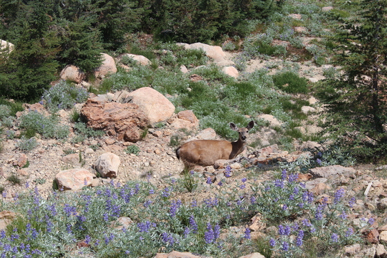 Lassen Volcanic National PArk