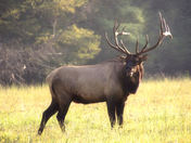 Great Smoky Mountains National Park (Cataloochee)