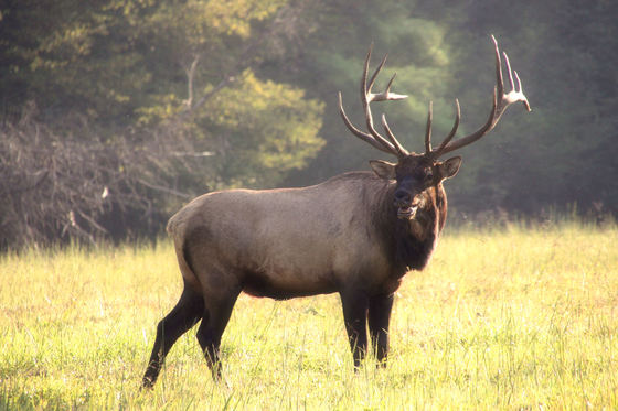 Great Smoky Mountains National Park (Cataloochee)