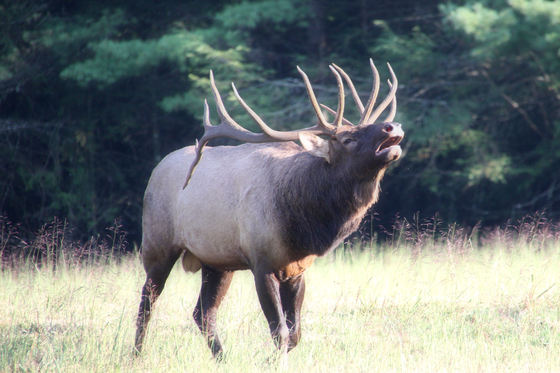 Great Smoky Mountains National Park (Cataloochee)