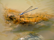 Big Bend National Park