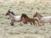 Bureau of Land Management