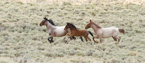 Bureau of Land Management