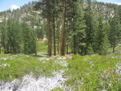 San Bernardino National Forest