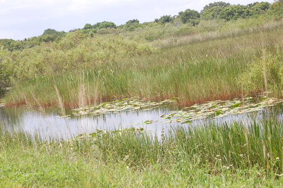Everglades