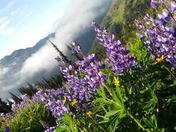 Olympic National Park