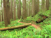 Redwood National Park