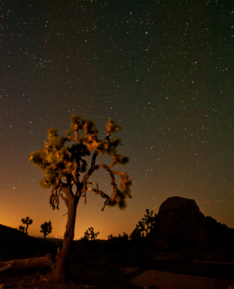 Joshua Tree NP