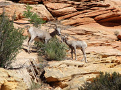 Zion National Park