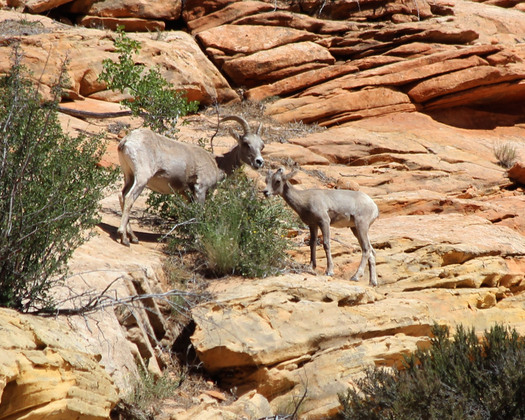 Zion National Park