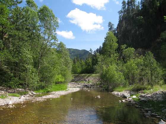 Black Hills National Forest