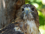 Land Between the Lakes