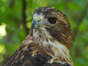 Land Between the Lakes