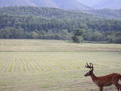 Smoky Mountains National Park