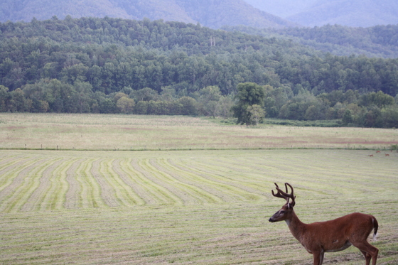Smoky Mountains National Park