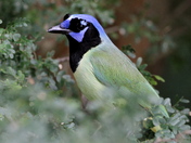 Laguna Atascosa National Wildlife Refuge