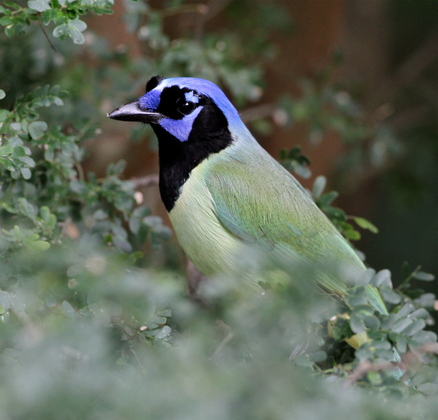 Laguna Atascosa National Wildlife Refuge