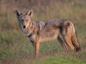 Laguna Atascosa National Wildlife Refuge
