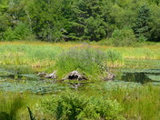 Acadia National Park 