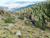 National Forest at Sonora pass area
