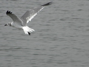 Assateague Island National Seashore