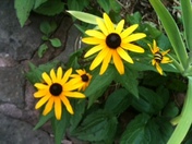 Hopewell Furnace National Historic Site
