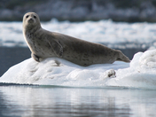 Glacier Bay National Park & Preserve