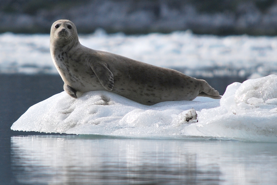 Glacier Bay National Park & Preserve