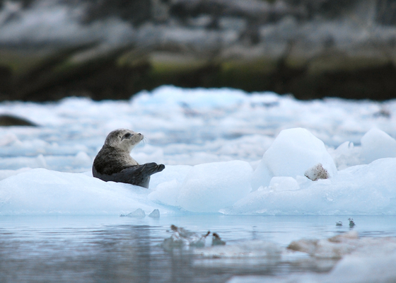 Glacier Bay National Park