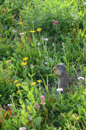 Glacier National Park