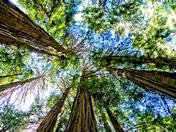 Muir Woods National Monument