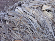 Big Bend National Park