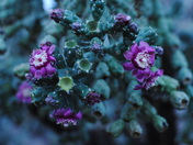 Saguaro National Park