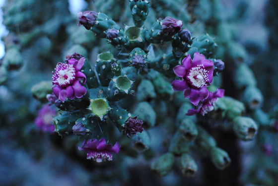 Saguaro National Park