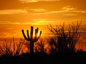 Saguaro National Park