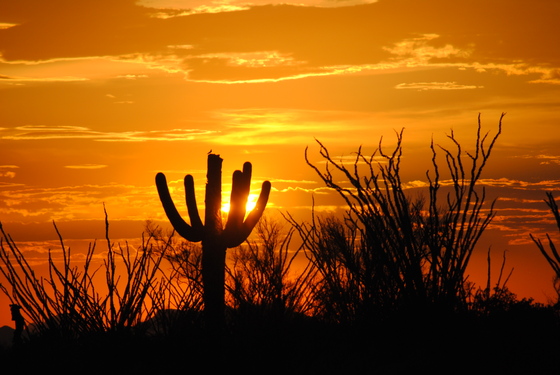 Saguaro National Park