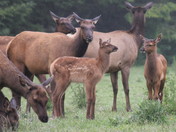 Redwood National Park